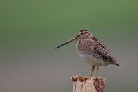 Snipe 3